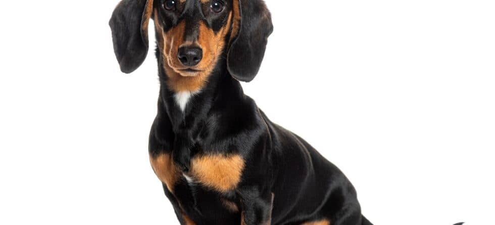 How Many Times Can You Bathe A Dachshund?