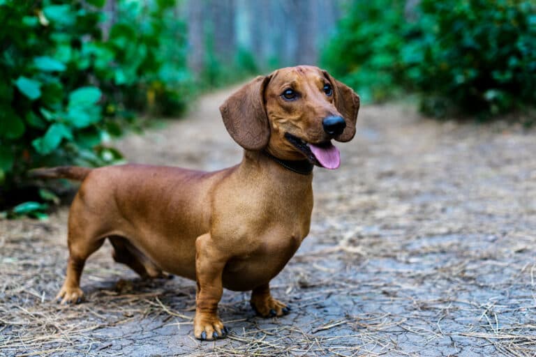 How Many Times Should I Feed My Dachshund?