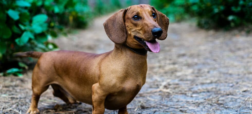 How Many Times Should I Feed My Dachshund?