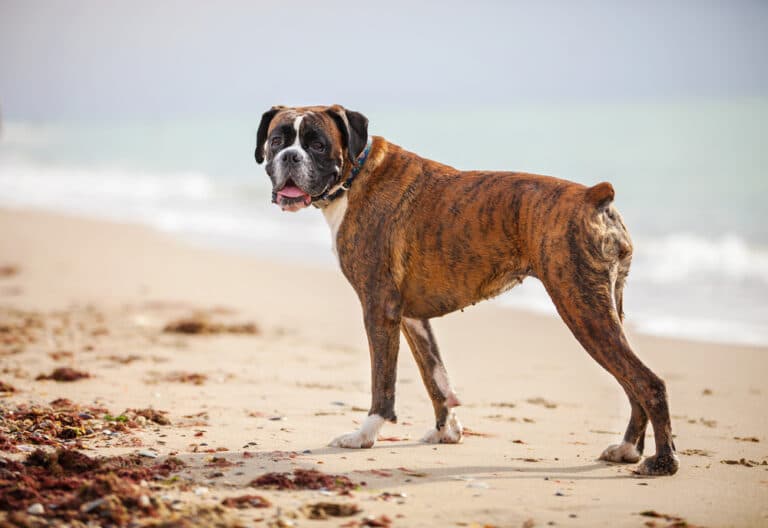 How Much Should A Boxer Dog Eat?