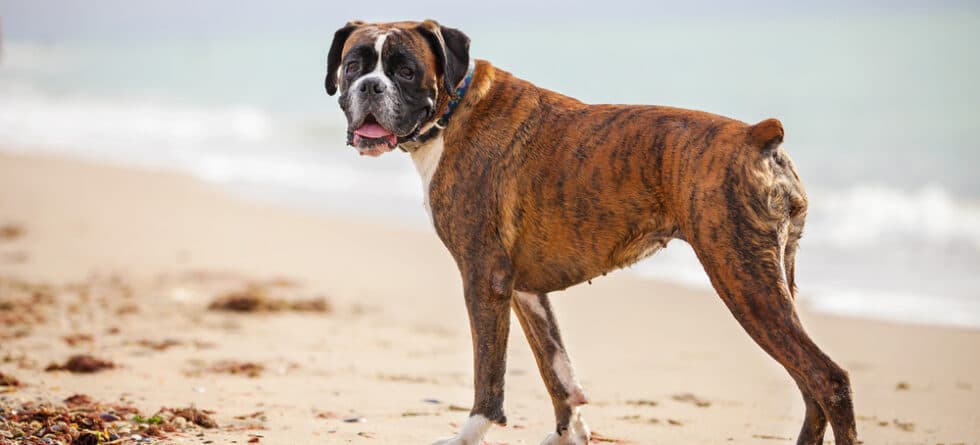 How Much Should A Boxer Dog Eat?
