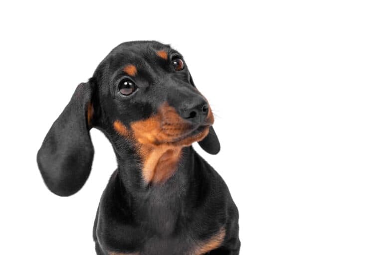 How Much Should A Dachshund Drink A Day?