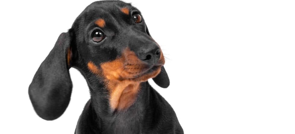 How Much Should A Dachshund Drink A Day?