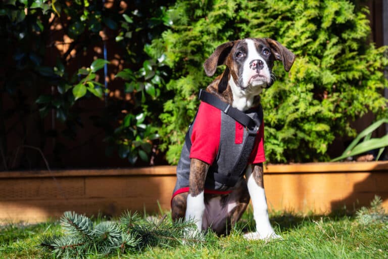 How Often Do Boxer Dogs Poop?