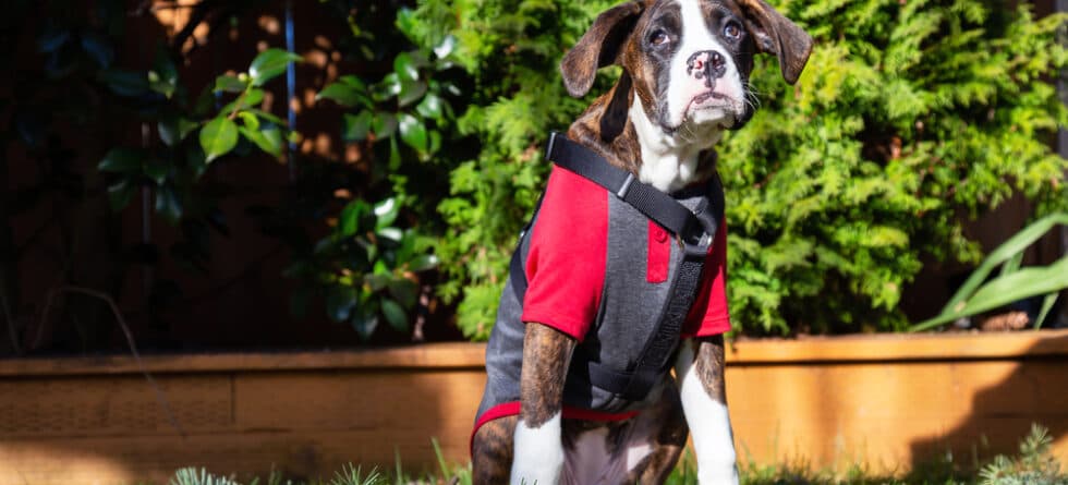 How Often Do Boxer Dogs Poop?