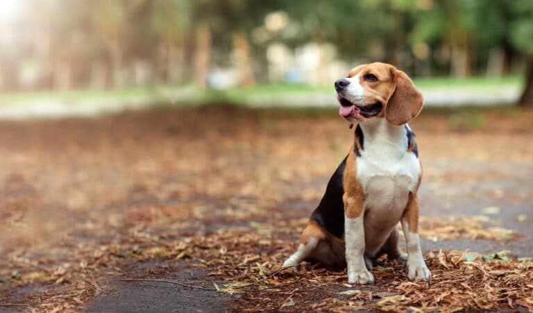How To Calm Your Beagle?