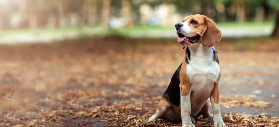 How To Calm Your Beagle?