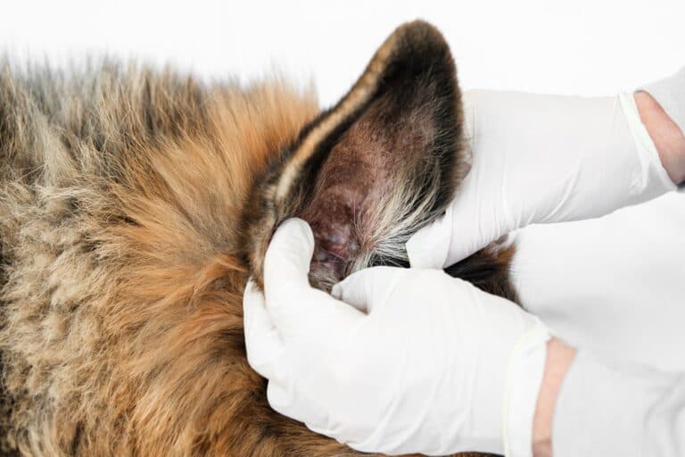 How To Clean German Shepherd Ears?