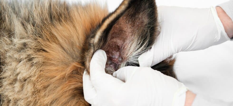 How To Clean German Shepherd Ears?