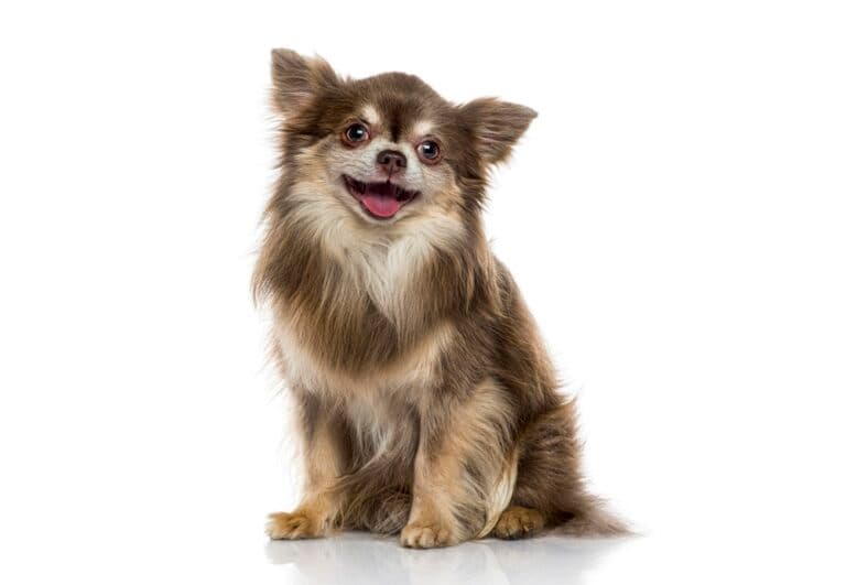 How To Discipline A Chihuahua?