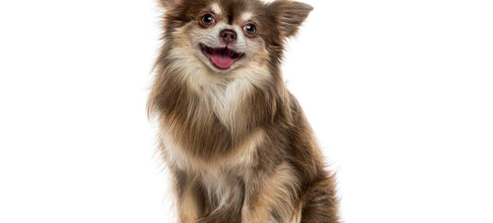 How To Discipline A Chihuahua?