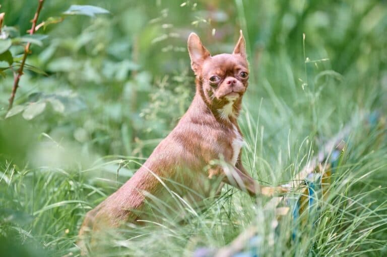 How To Stop A Chihuahua From Being Aggressive?