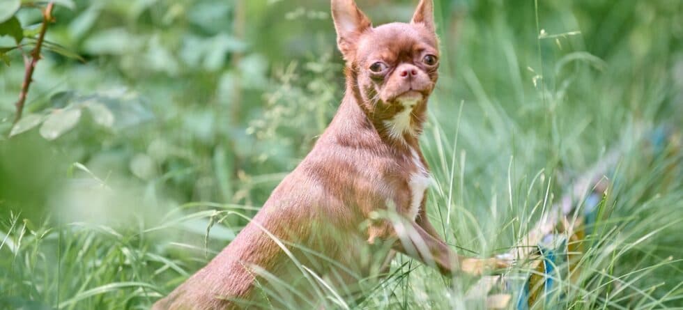 How To Stop A Chihuahua From Being Aggressive?