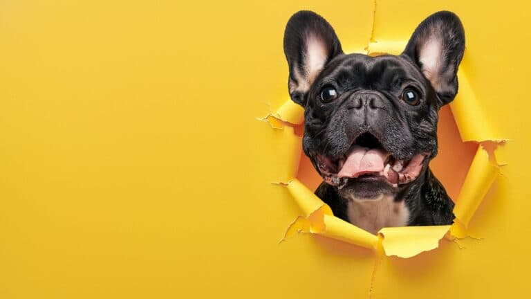 How To Tell If A French Bulldog Is Happy?