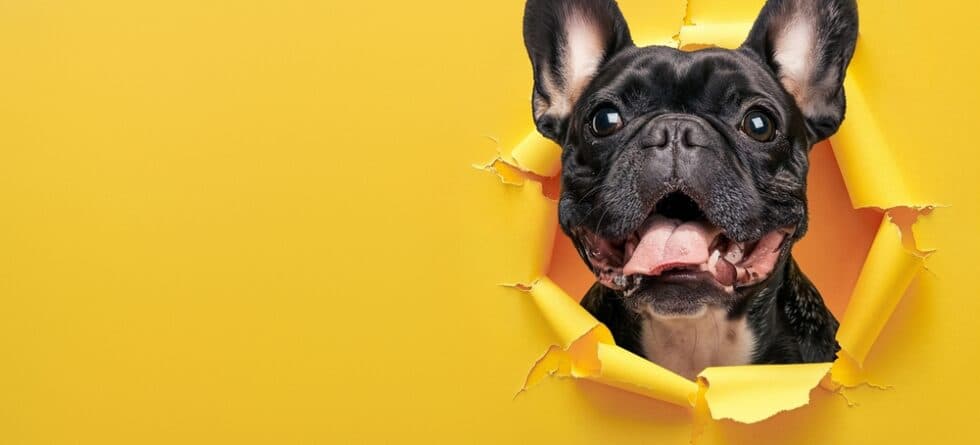 How To Tell If A French Bulldog Is Happy?