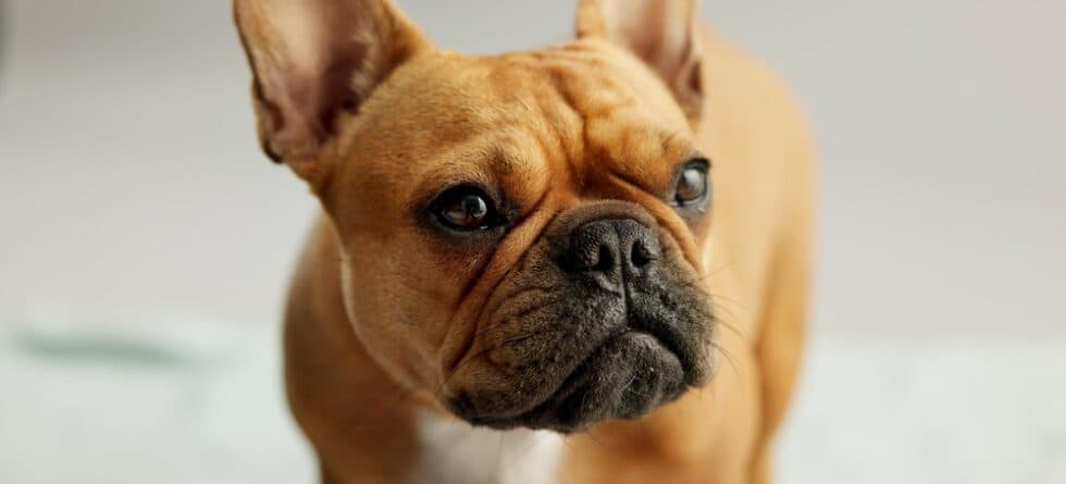 How To Tell If A Frenchie Is Scared?