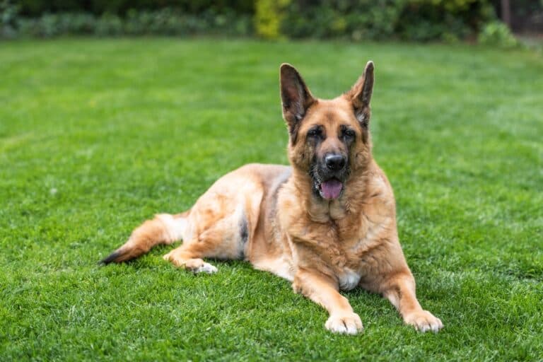 How To Train Your German Shepherd?