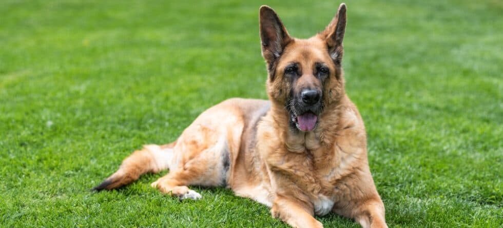 How To Train Your German Shepherd?