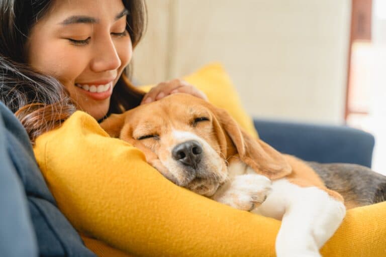 How To Treat A Beagle Dog?