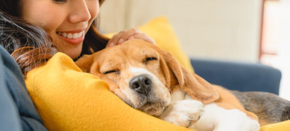 How To Treat A Beagle Dog?