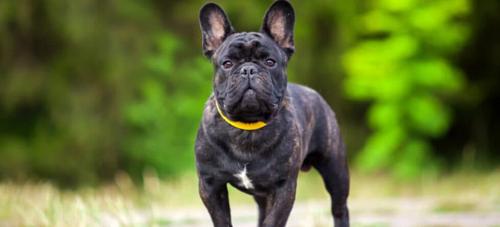How Unhealthy Are French Bulldogs?