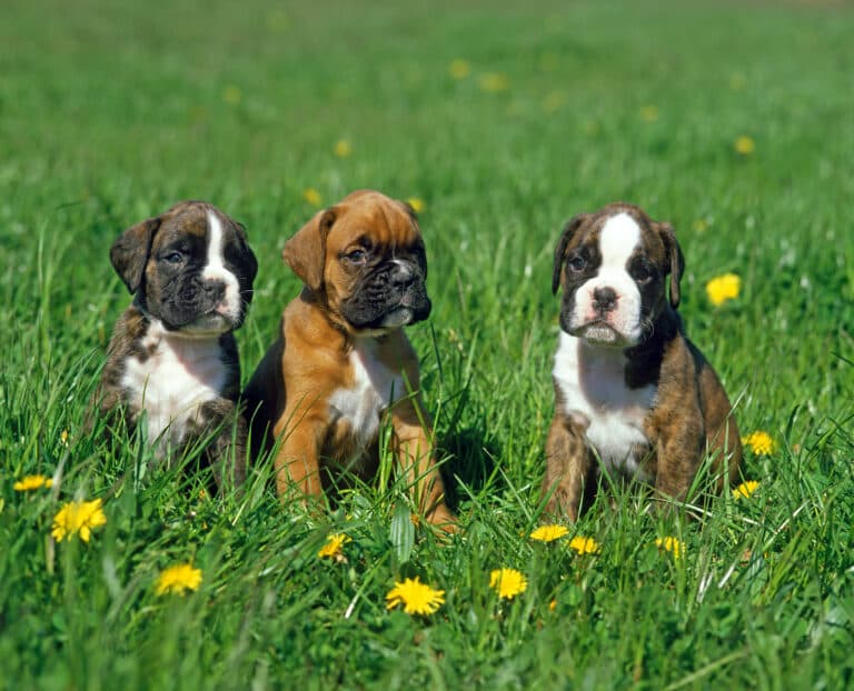Is Boxer Good For First Time Owner?