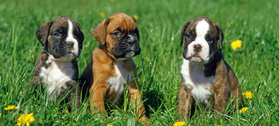 Is Boxer Good For First Time Owner?