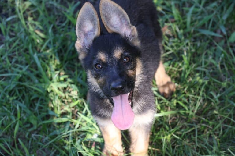 Is German Shepherd A High Risk Dog?