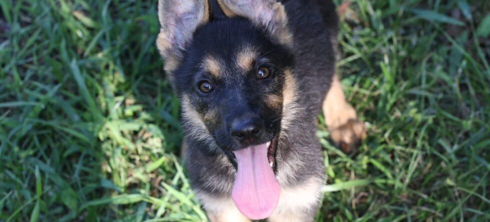 Is German Shepherd A High Risk Dog?