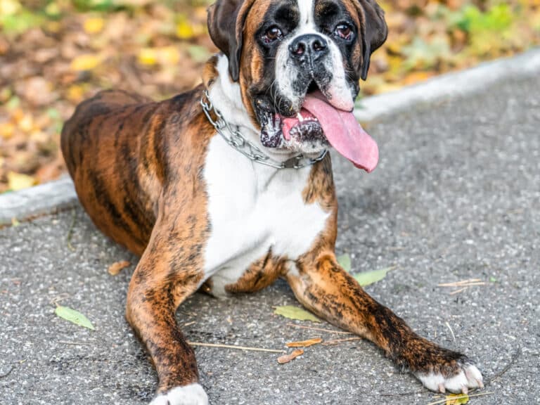 Is It Hard For Boxer Dogs To Breathe?