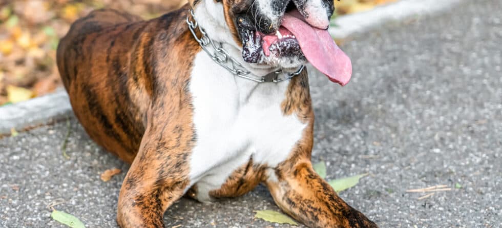 Is It Hard For Boxer Dogs To Breathe?