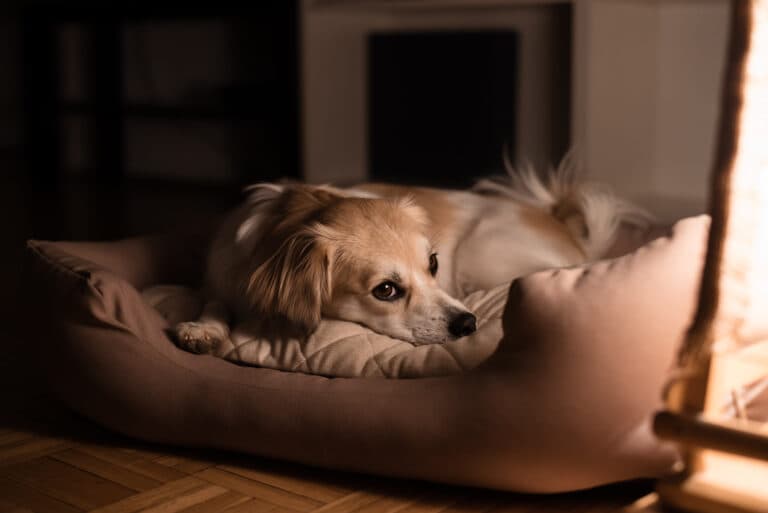Should A Puppy Be Left To Cry At Night?