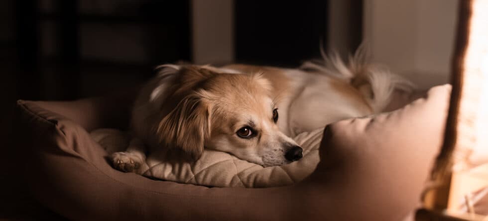 Should A Puppy Be Left To Cry At Night?