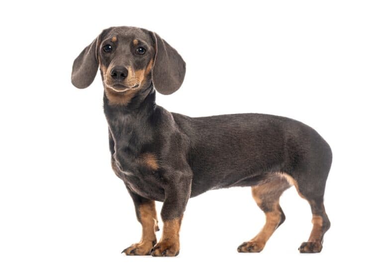 Should Dachshunds Have Milk?
