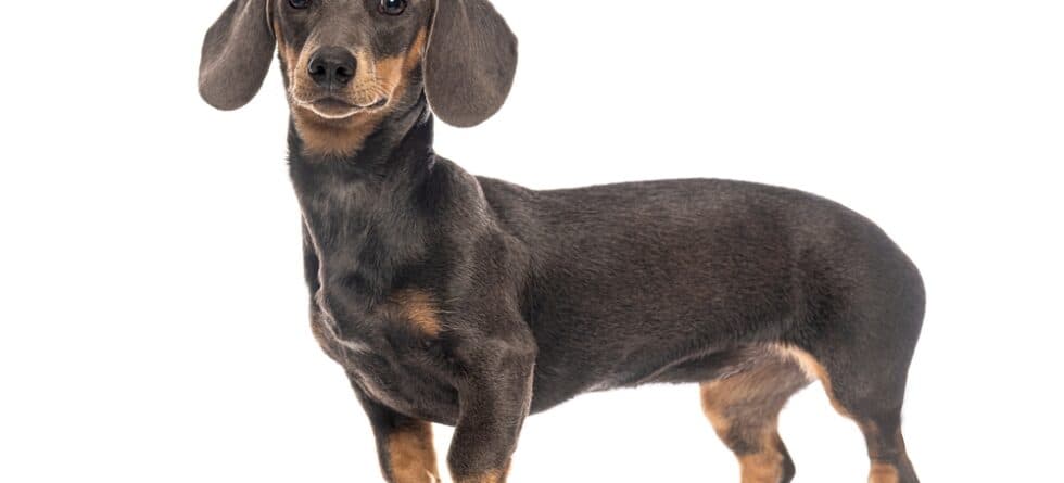 Should Dachshunds Have Milk?