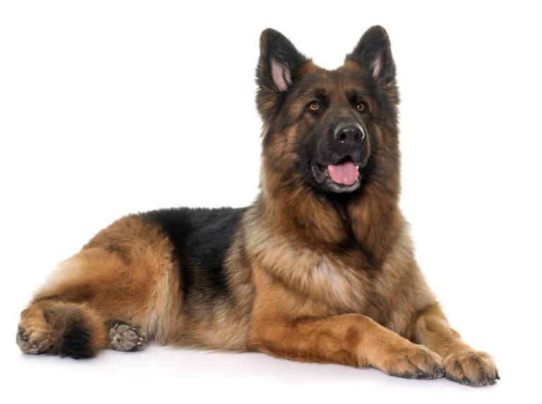 Should I Brush My German Shepherd Daily?