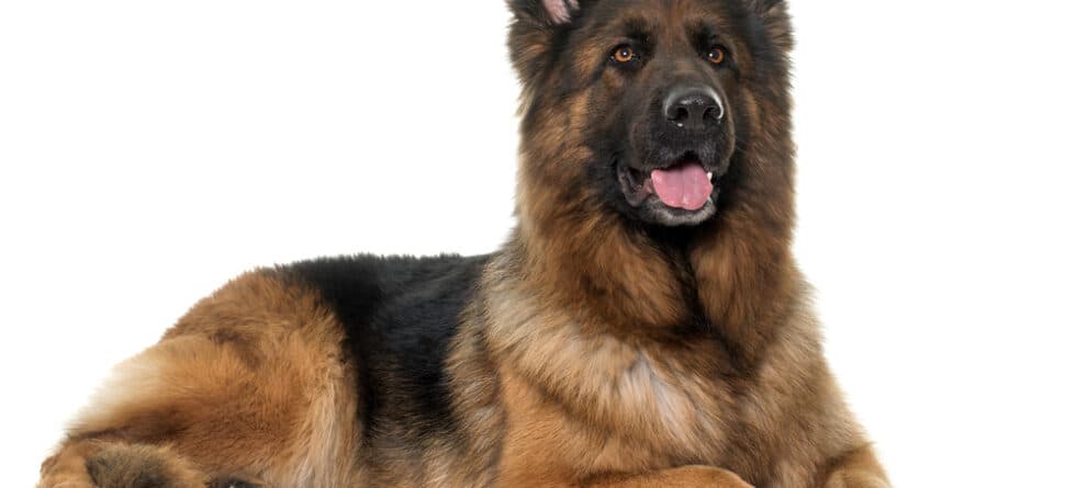 Should I Brush My German Shepherd Daily?