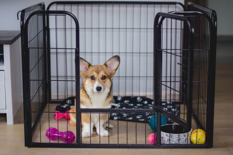 Should I Ignore Puppy Barking In Crate?