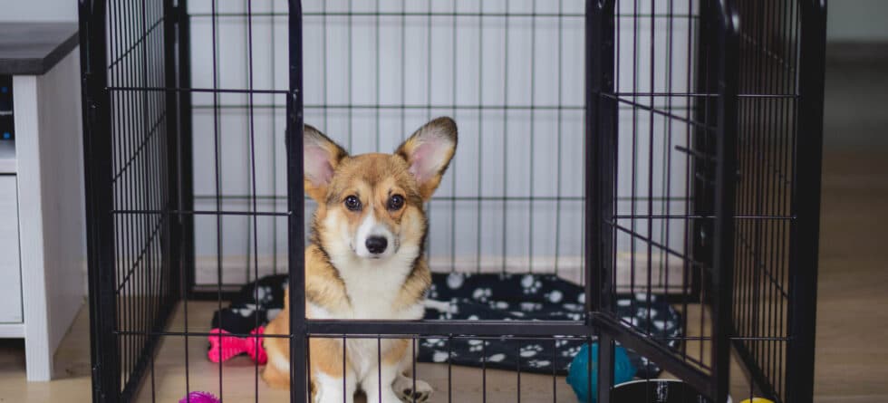 Should I Ignore Puppy Barking In Crate?