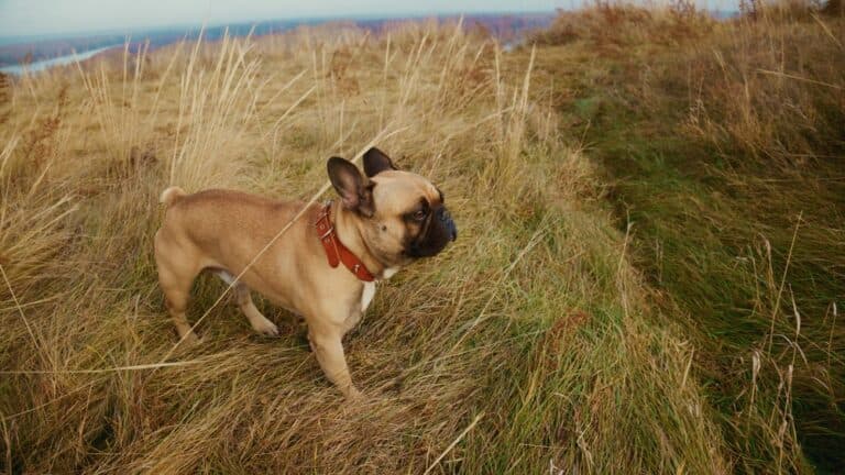 What Annoys French Bulldogs?
