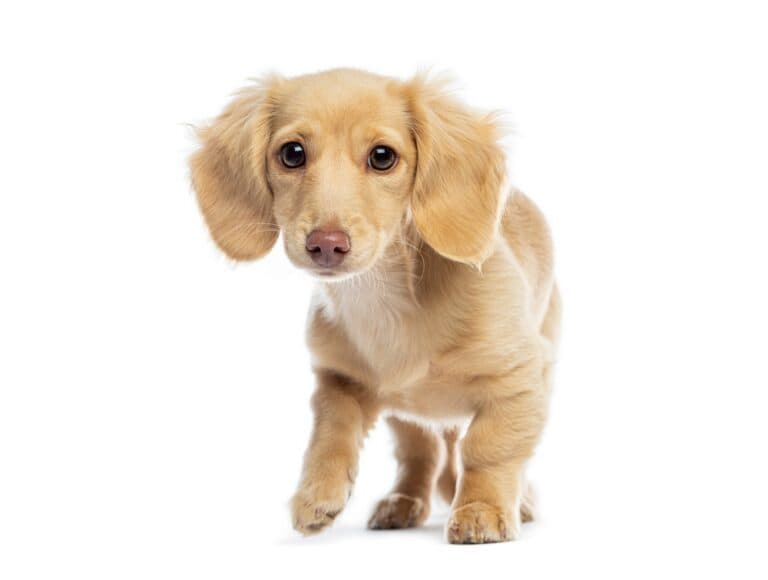 What Are Dachshunds Favorite Toys?
