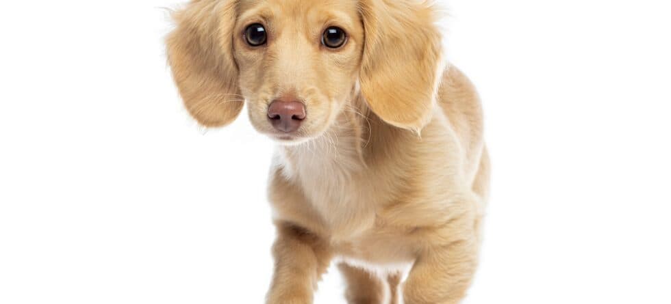 What Are Dachshunds Favorite Toys?
