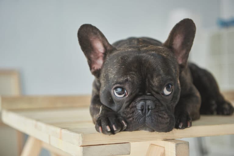 What Are French Bulldogs Scared Of?
