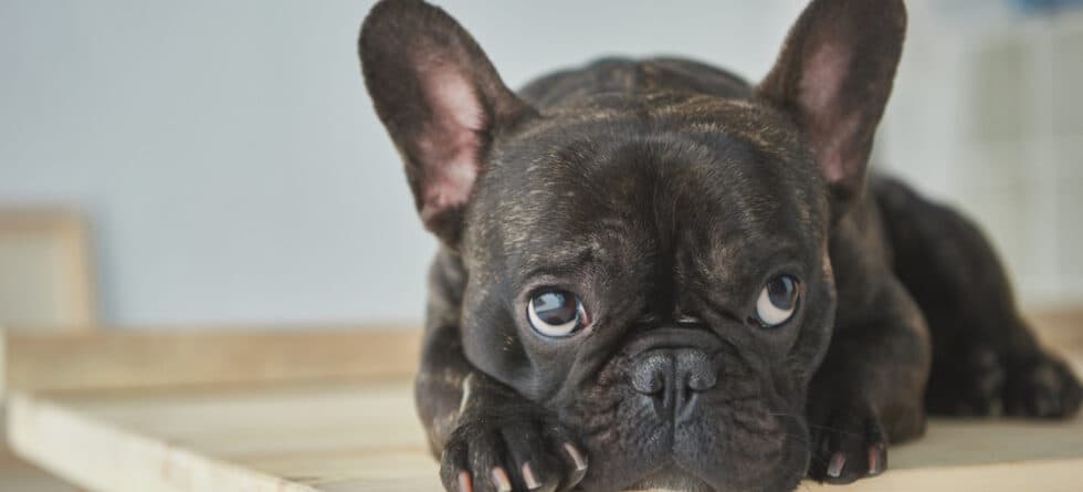 What Are French Bulldogs Scared Of?