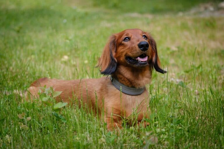 What Are The Attitude Issues With Dachshunds?