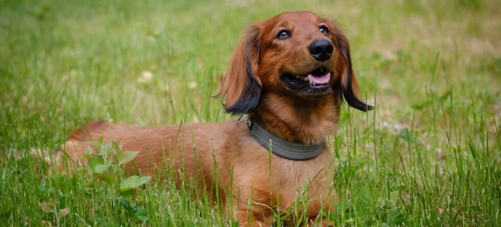 What Are The Attitude Issues With Dachshunds?