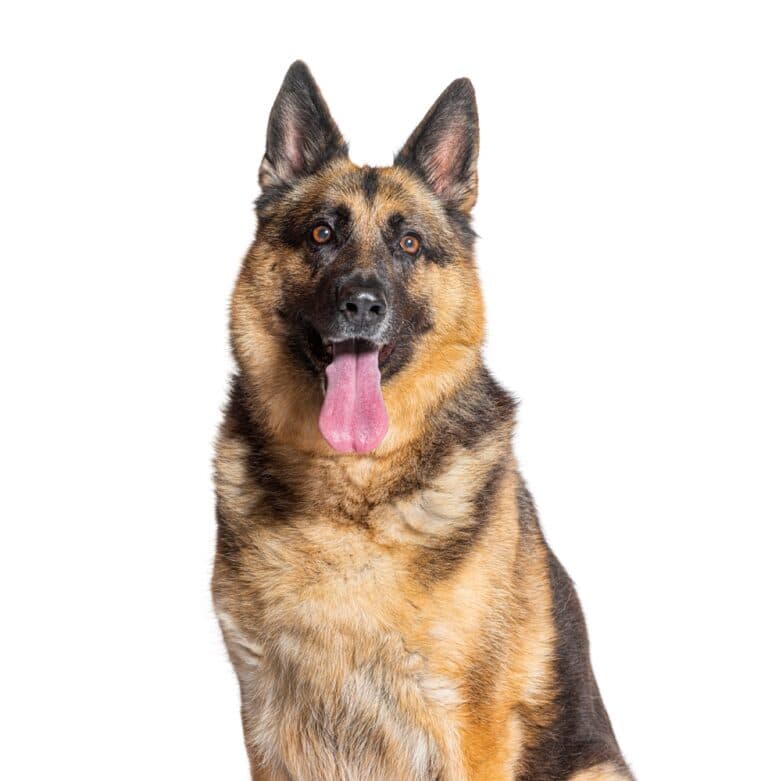 What Are The Fear Stages In German Shepherds?