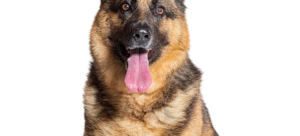 What Are The Fear Stages In German Shepherds?