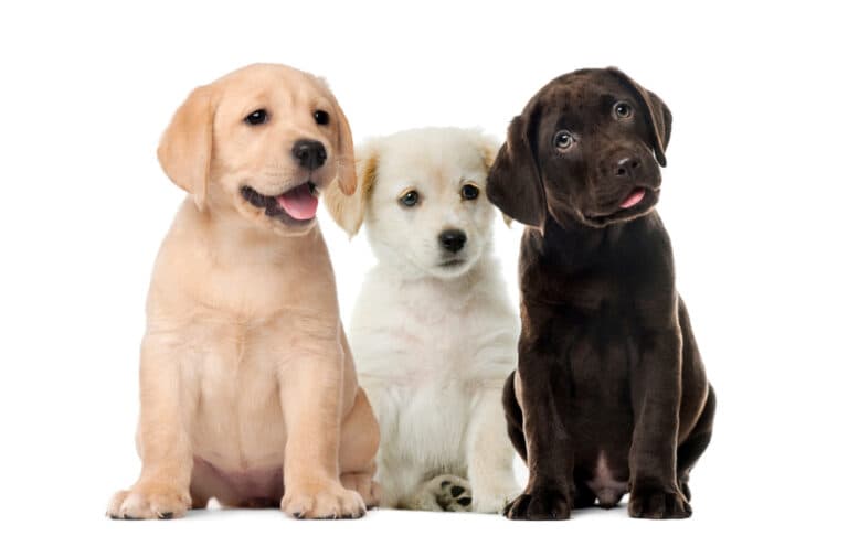 What Color Labrador Is Most Expensive?