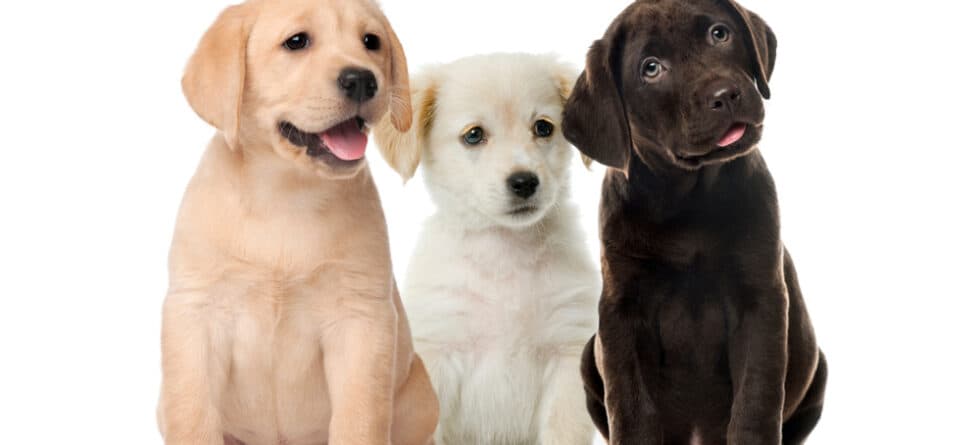 What Color Labrador Is Most Expensive?
